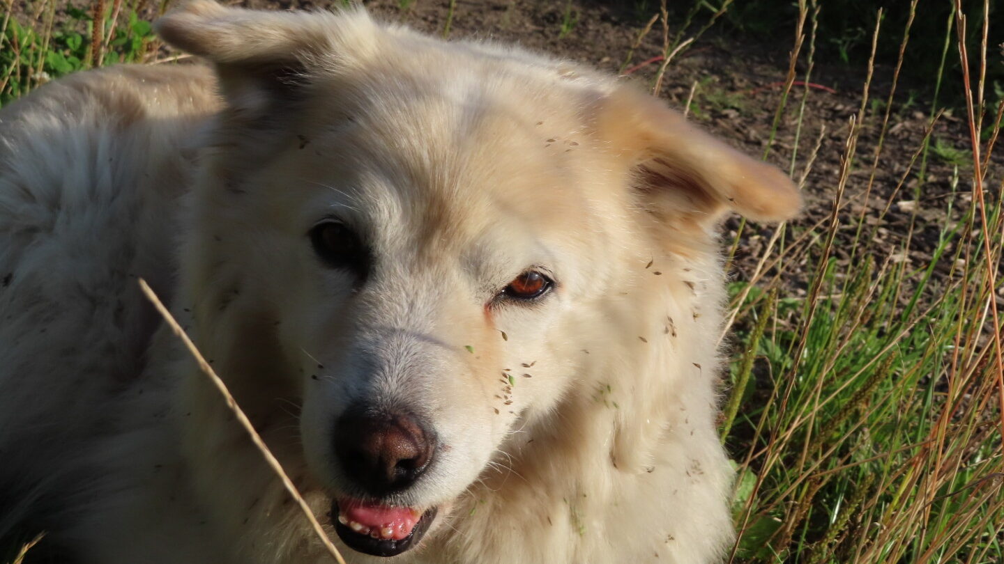 Glad og tryg hund, der er trænet belønningsbaseret. I overenstemmelse med min træningsfilosofi.