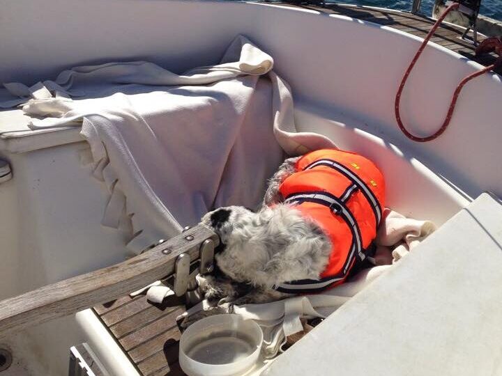 En hund der roligt ligger i en båd. Det kunne være resultat af adfærdsrådgivning.