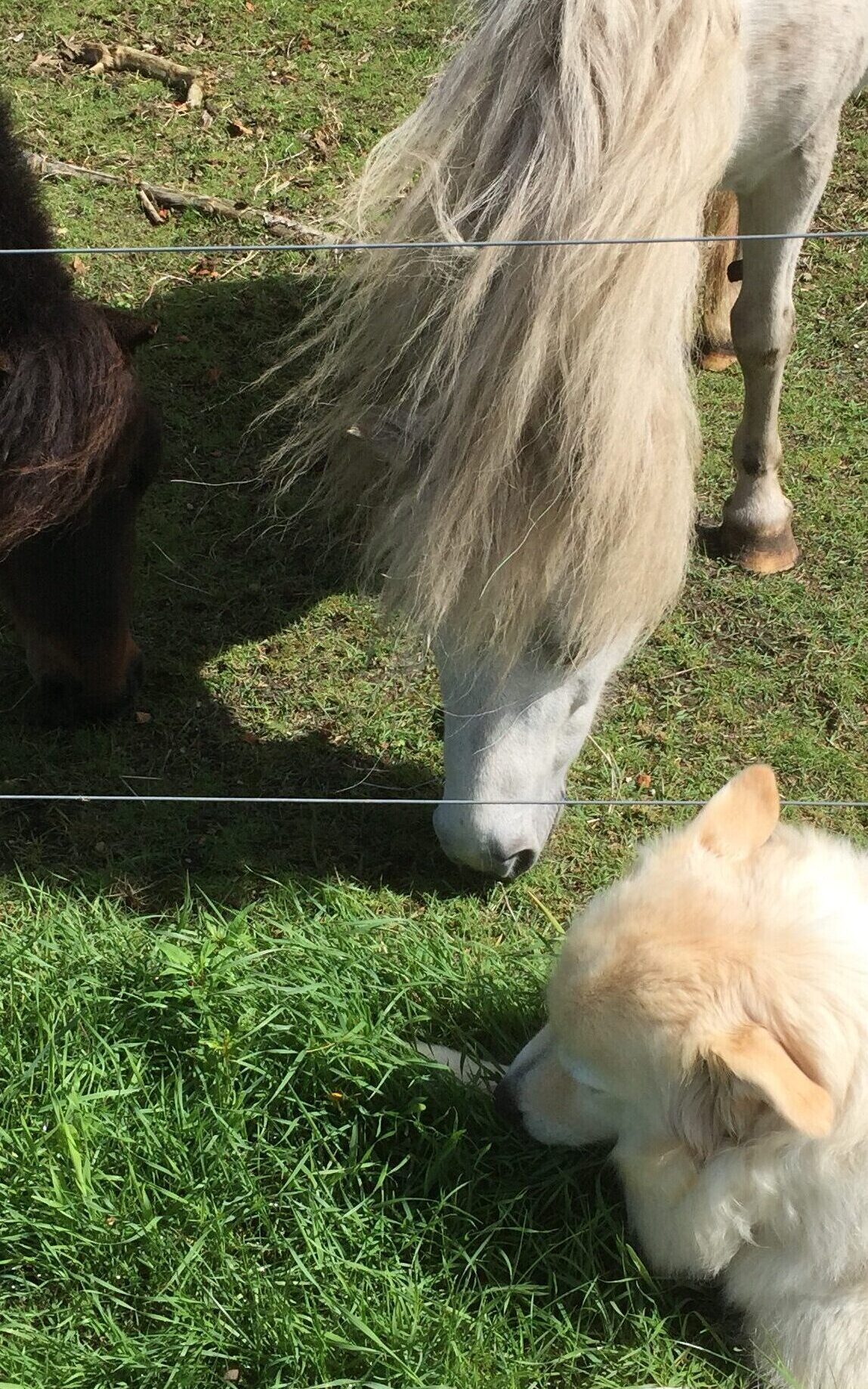 En hund spiser græs ved siden af to heste. En situation der kunne have krævet adfærdsrådgivning. 